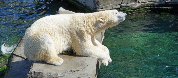 polar-bear ijsbeer