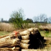 riet.jpg