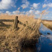 Riet Overijssel