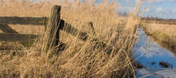 Riet Overijssel